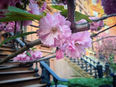 Cherry blossoms in Brooklyn